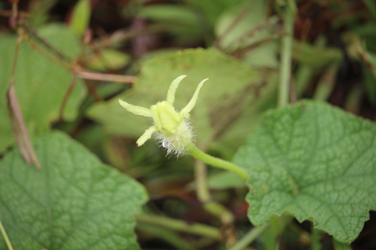 Trichosanthes scabra Lour.